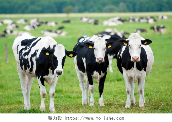 牧场上的一群奶牛牧场上的一群奶牛